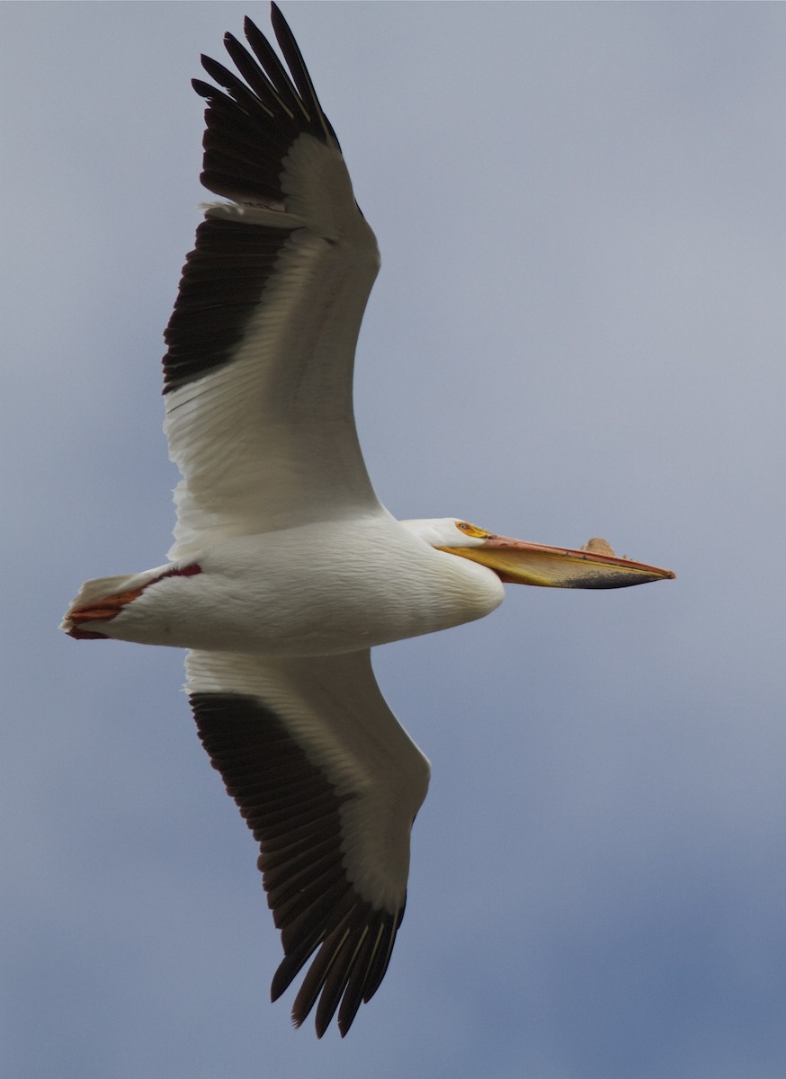 American White Pelican - ML27748701