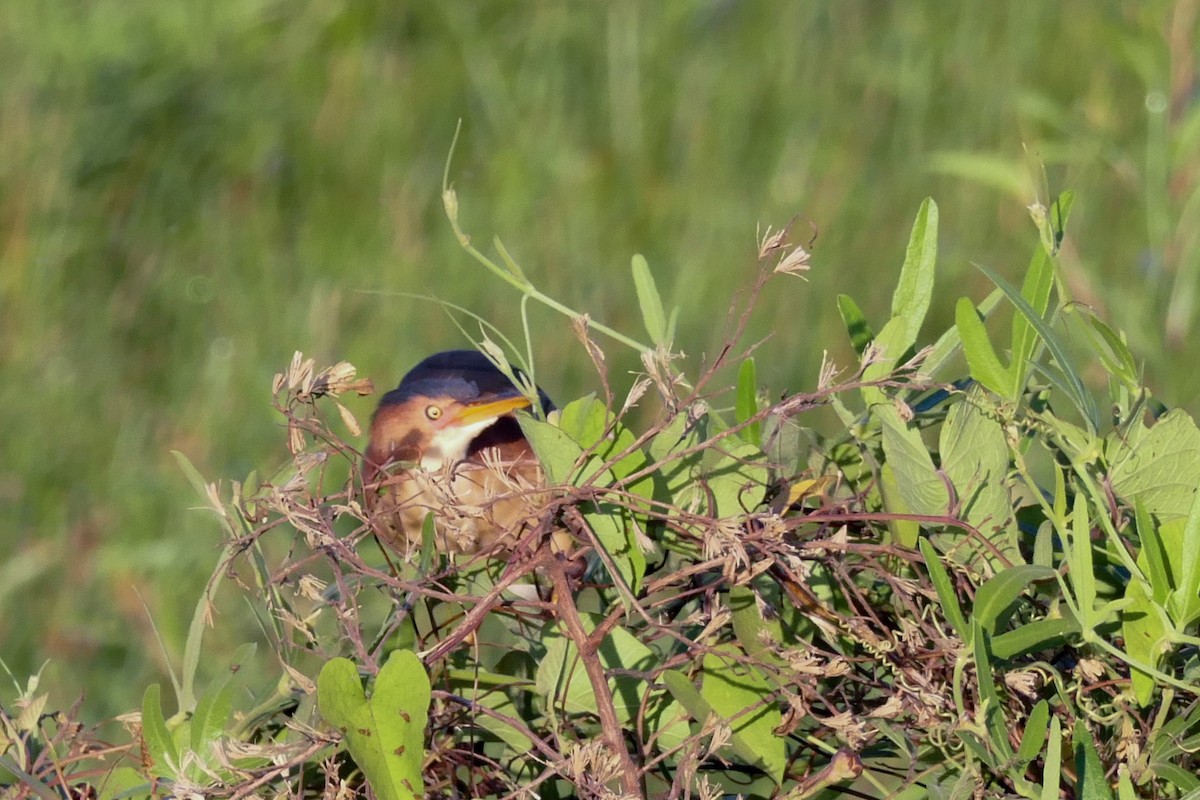 Least Bittern - Diogo Lucatelli