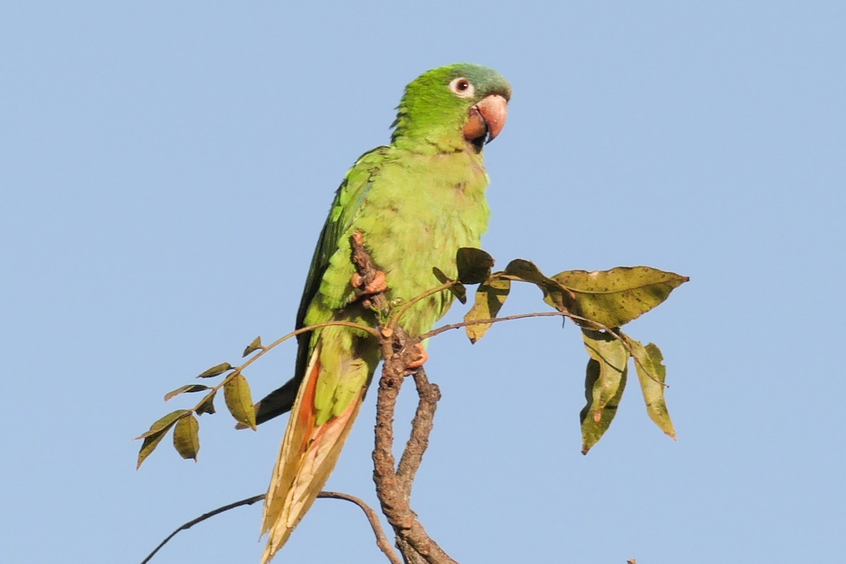 Blue-crowned Parakeet - Diogo Lucatelli