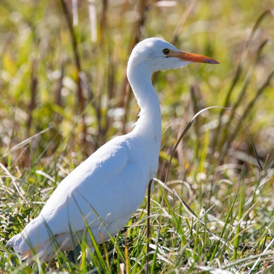 Western Cattle-Egret - WNY Records