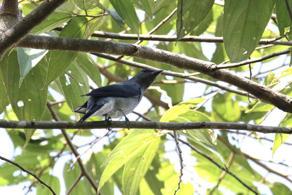 Black-winged Cuckooshrike - Jens Toettrup