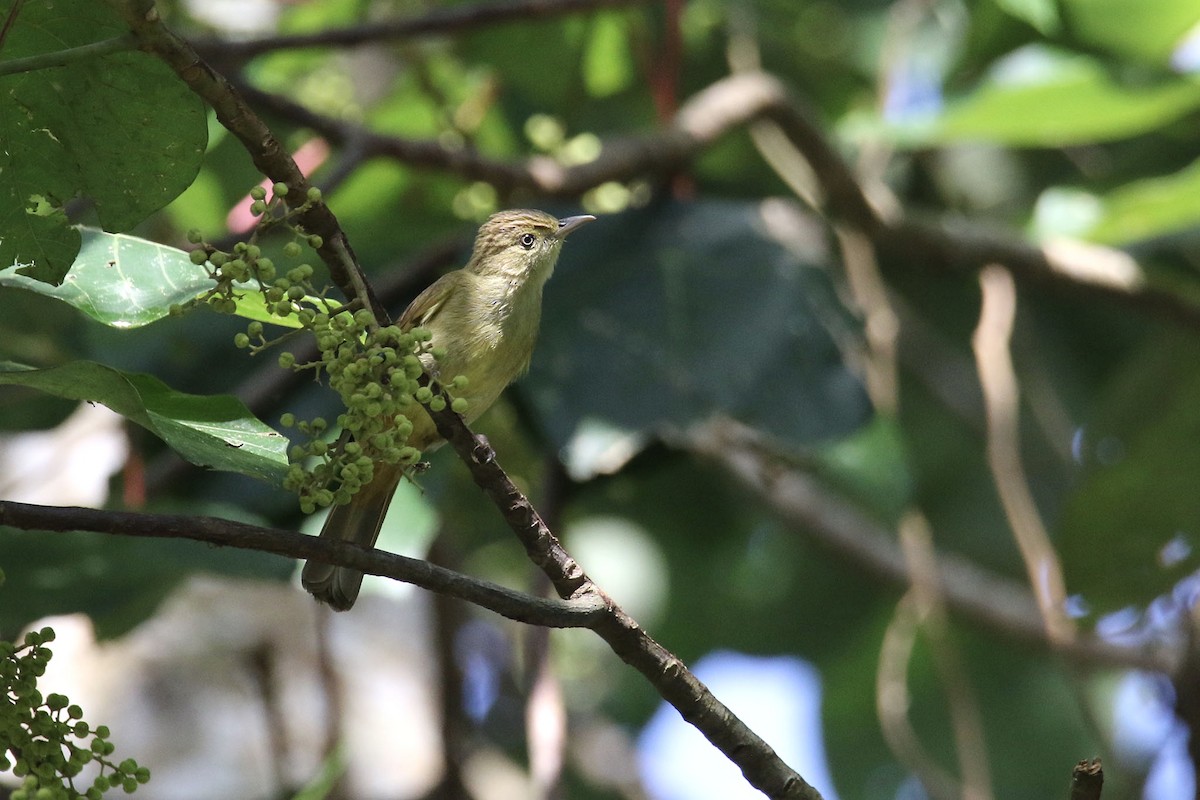 Olive Bulbul (Olive) - ML277489621