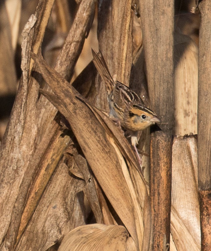 LeConte's Sparrow - ML277489631