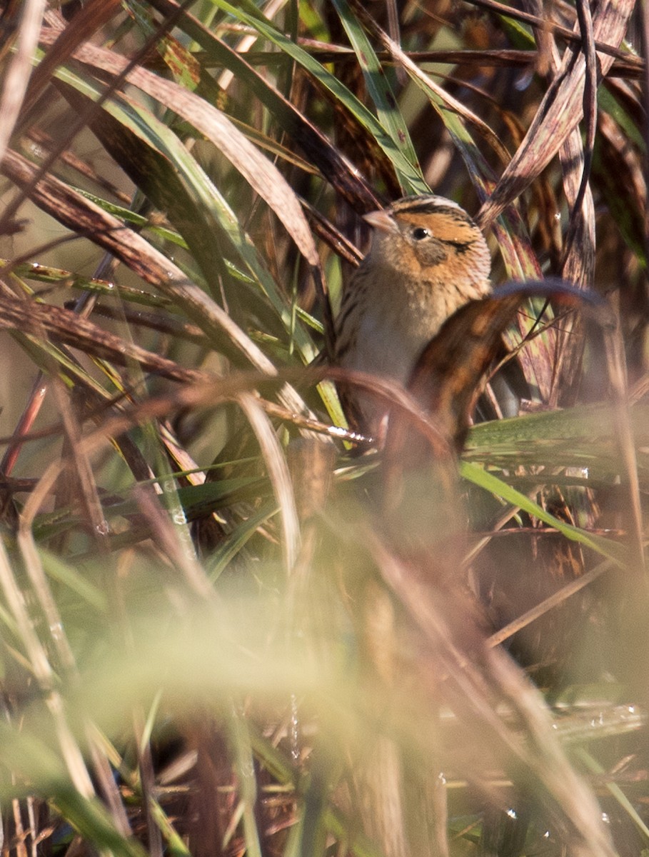 LeConte's Sparrow - ML277489641