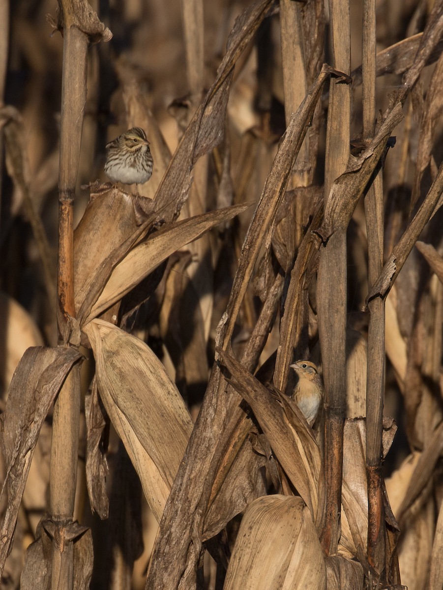 LeConte's Sparrow - ML277489661