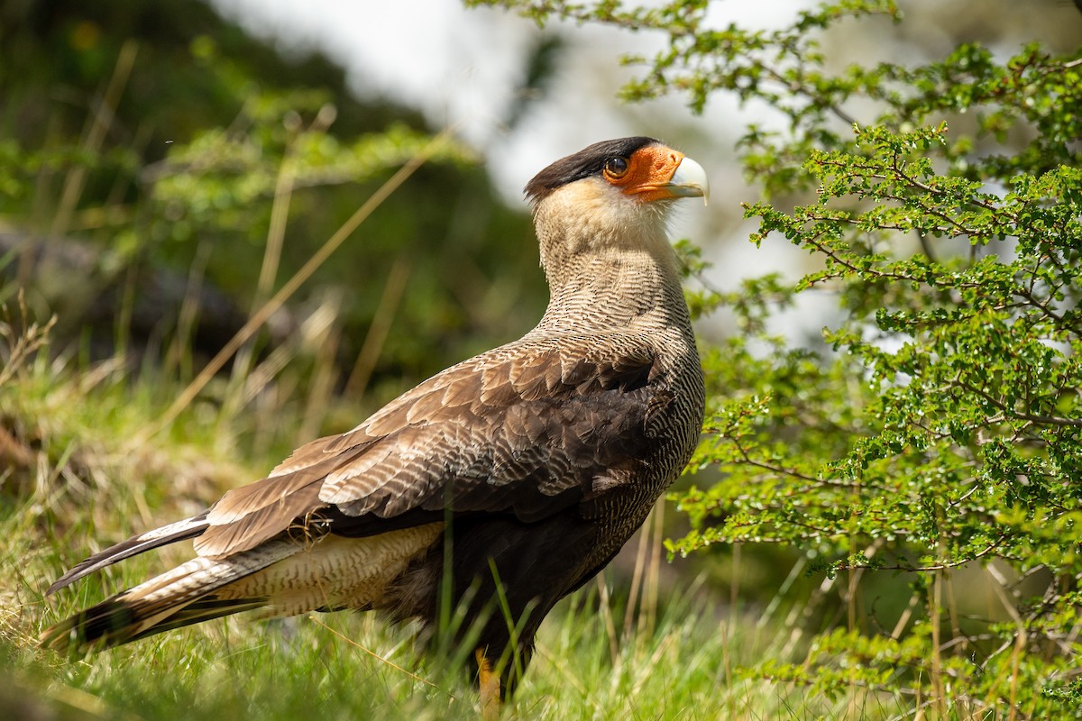Crested Caracara (Southern) - benny cottele