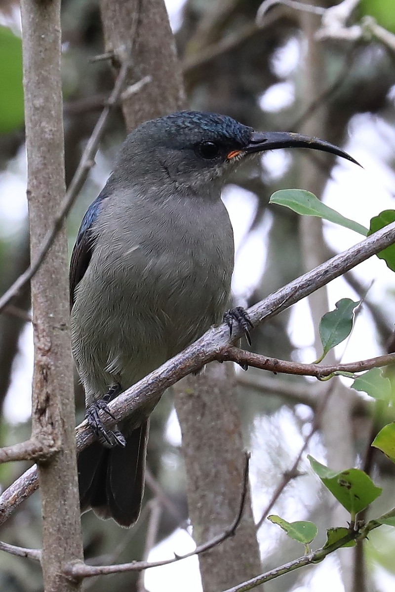 Greater Double-collared Sunbird - ML277491071