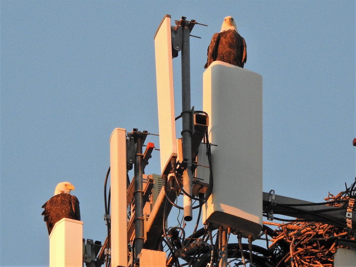 Bald Eagle - ML277491521