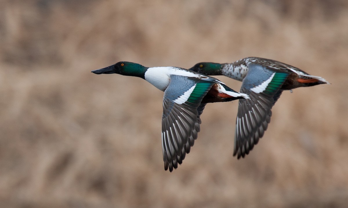 Northern Shoveler - Chris Wood