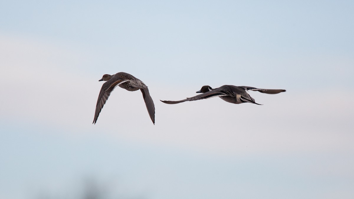 Northern Pintail - Chris Wood