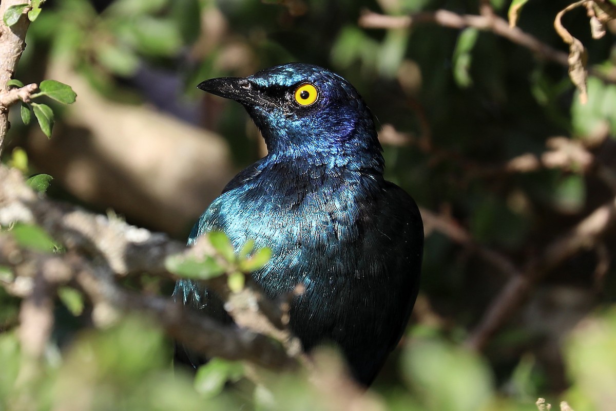 Black-bellied Starling - ML277492741