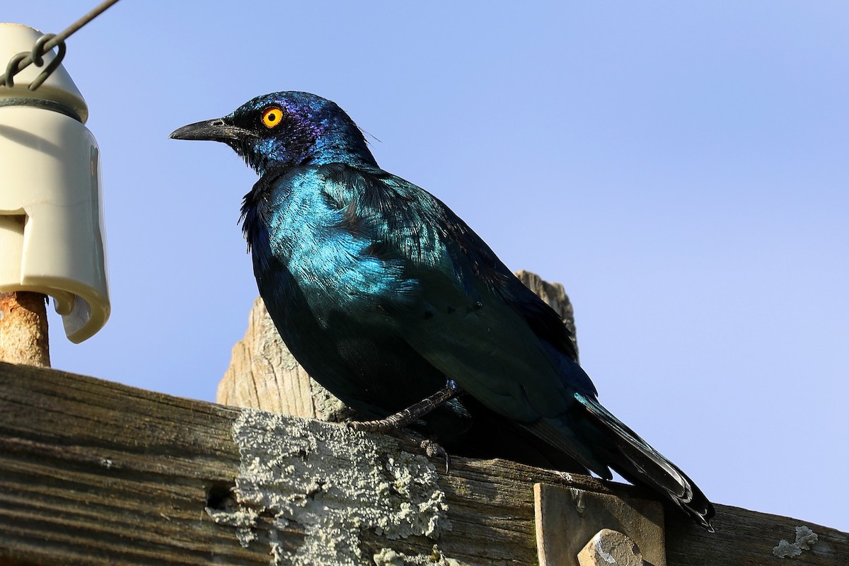 Black-bellied Starling - ML277492761