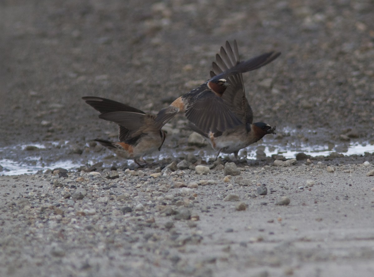 Cliff Swallow - ML27749361