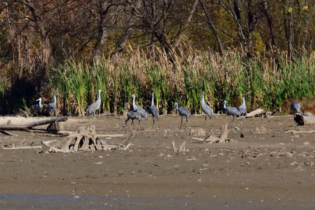 Sandhill Crane - Jack Verdin