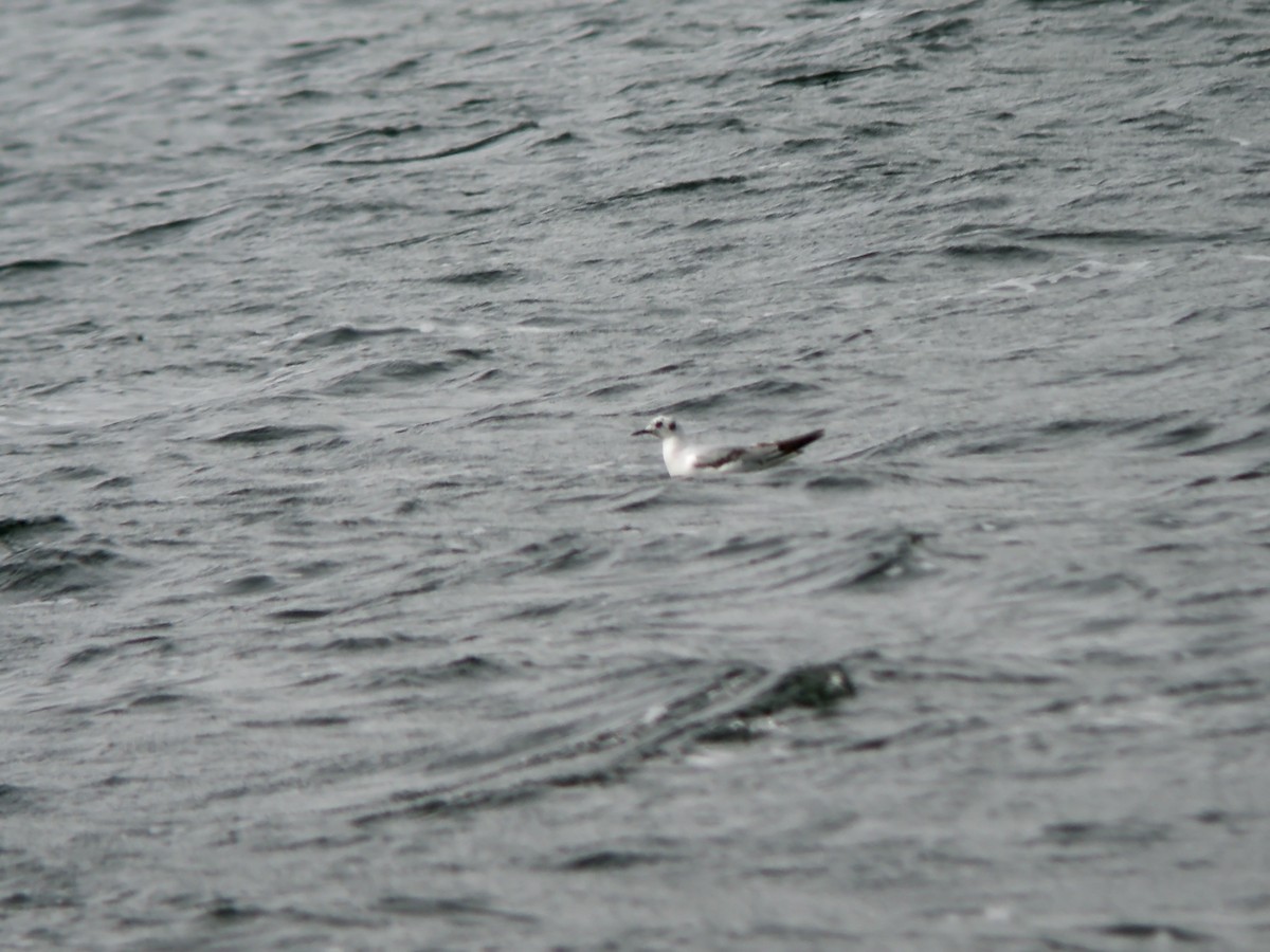 Bonaparte's Gull - ML277494251