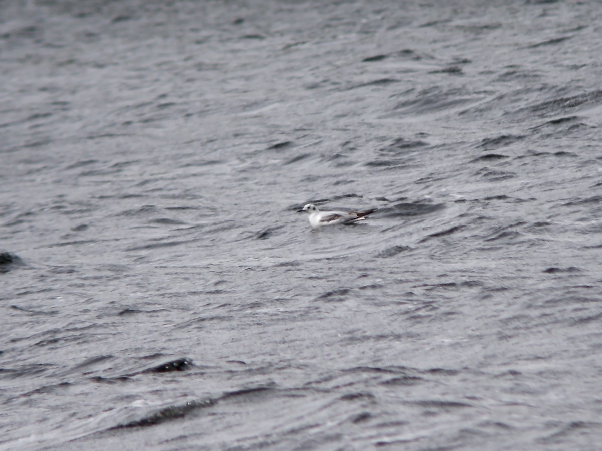 Bonaparte's Gull - ML277494271