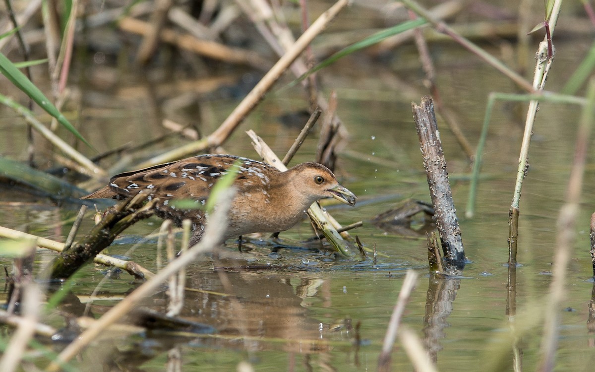 Baillon's Crake - ML277494741