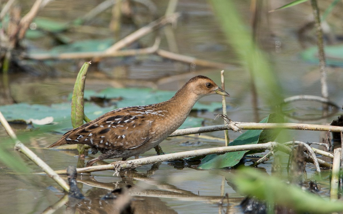 Baillon's Crake - ML277494751