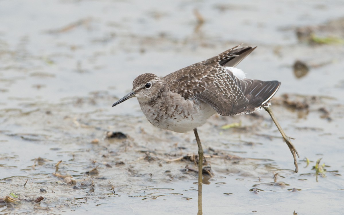 Wood Sandpiper - Thierry NOGARO