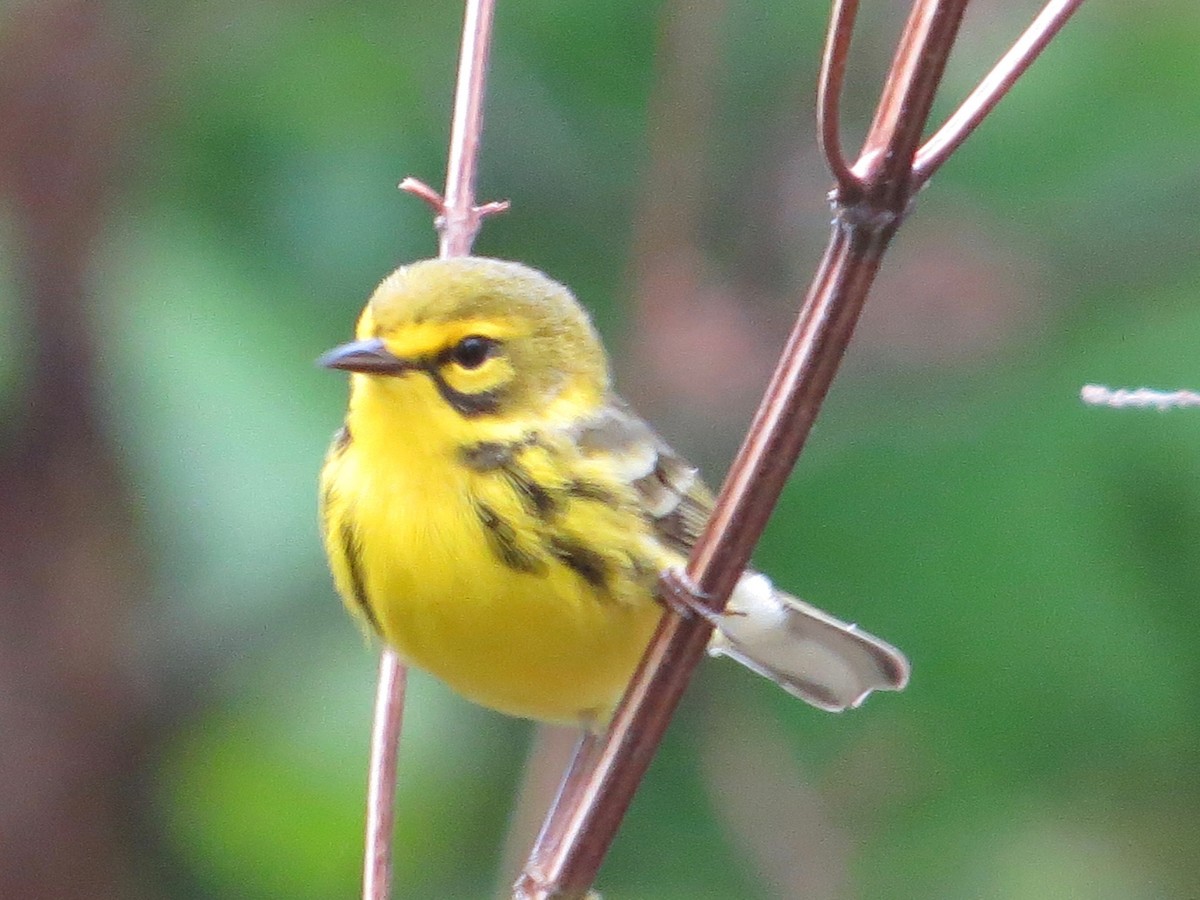Prairie Warbler - ML27749541