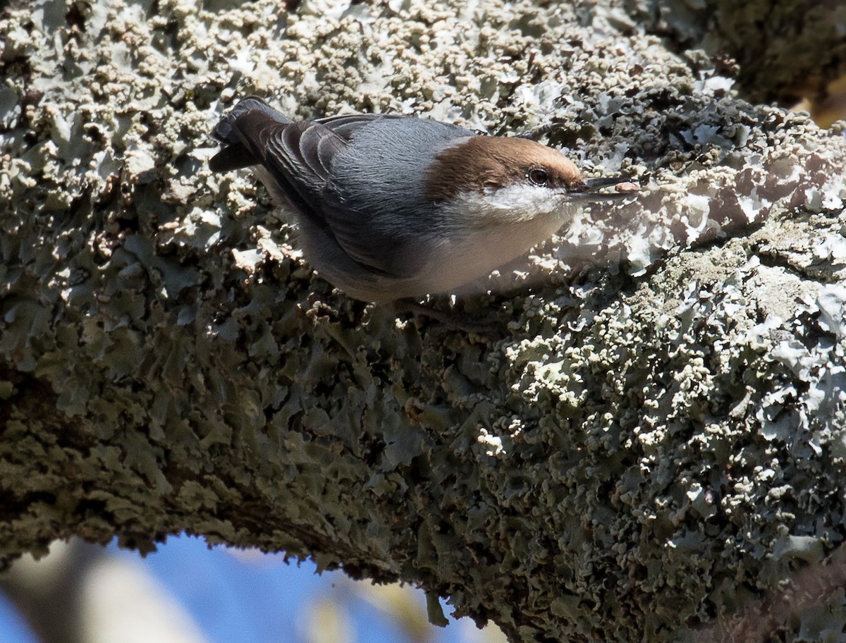 Brown-headed Nuthatch - Lynette Spence