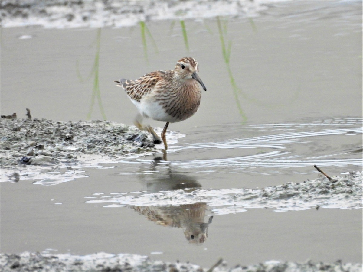 Pectoral Sandpiper - 尤 俊華