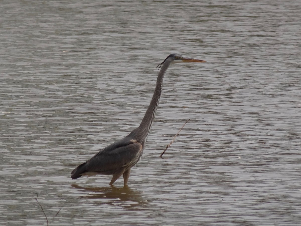 Great Blue Heron - ML27750381