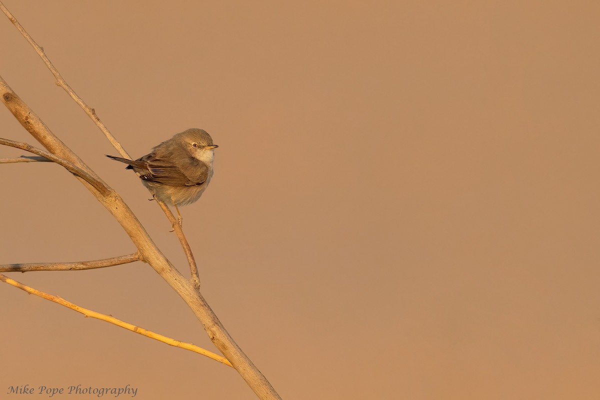 Asian Desert Warbler - ML277503971