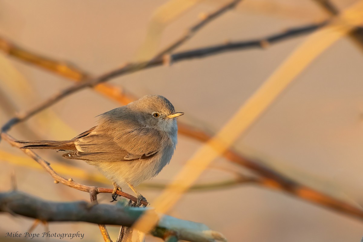 Asian Desert Warbler - ML277503981