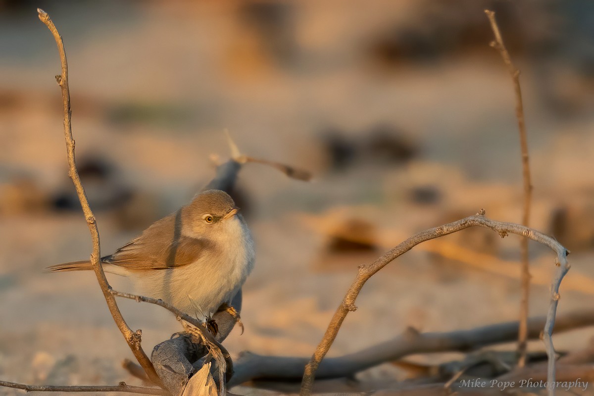 Asian Desert Warbler - ML277503991