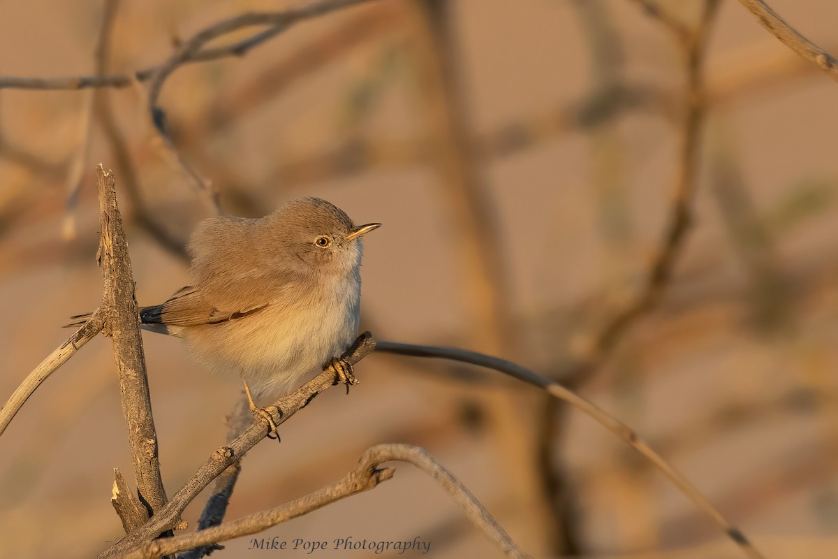 Asian Desert Warbler - ML277504001