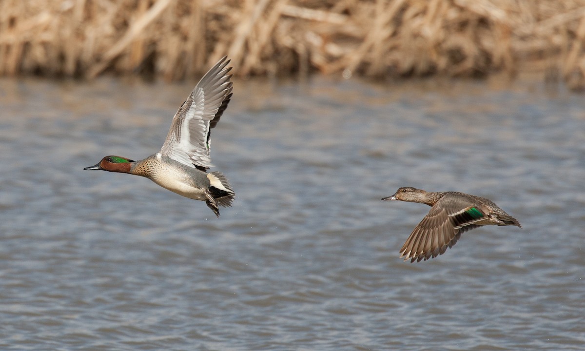 Green-winged Teal (American) - Chris Wood