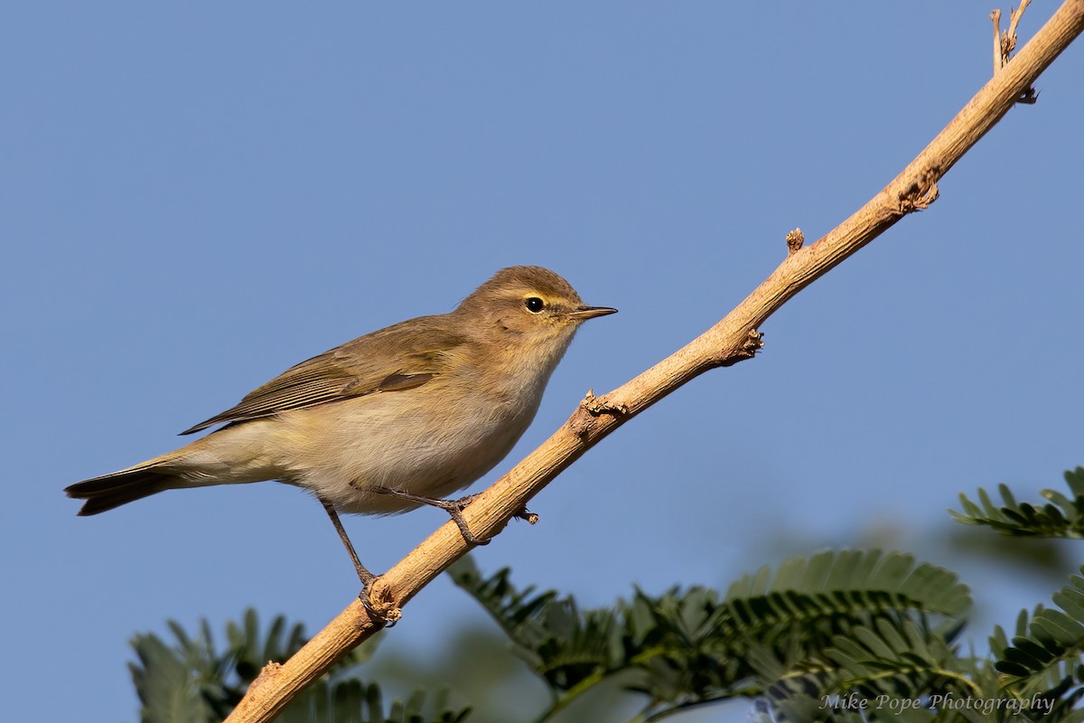 Common Chiffchaff - ML277504021