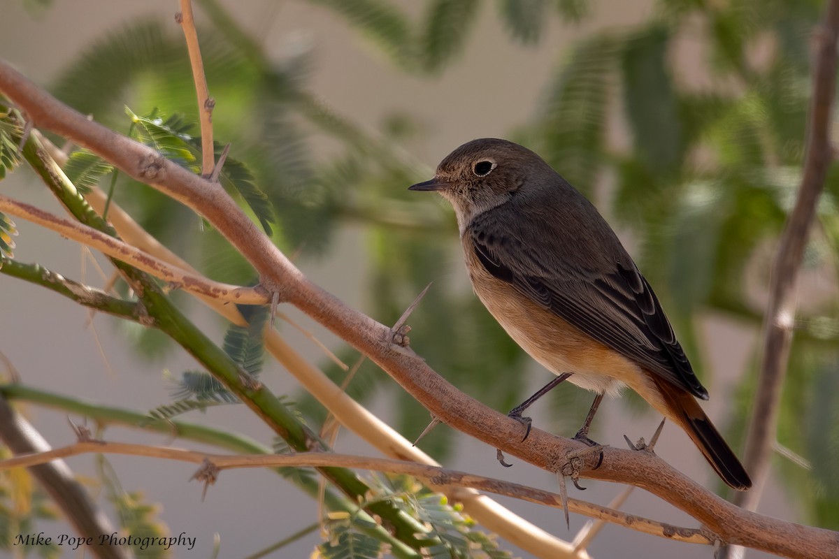 Common Redstart - ML277504071