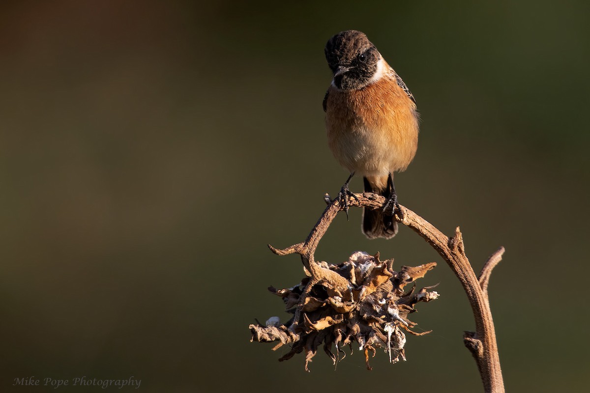 European Stonechat - ML277504141