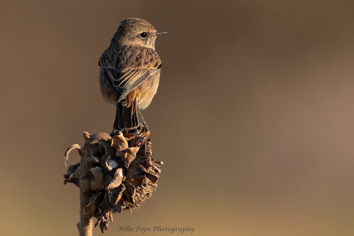 European Stonechat - ML277504151