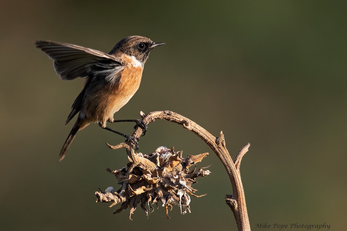 European Stonechat - ML277504161