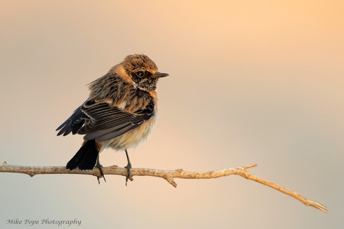 Siberian Stonechat (Siberian) - ML277504181