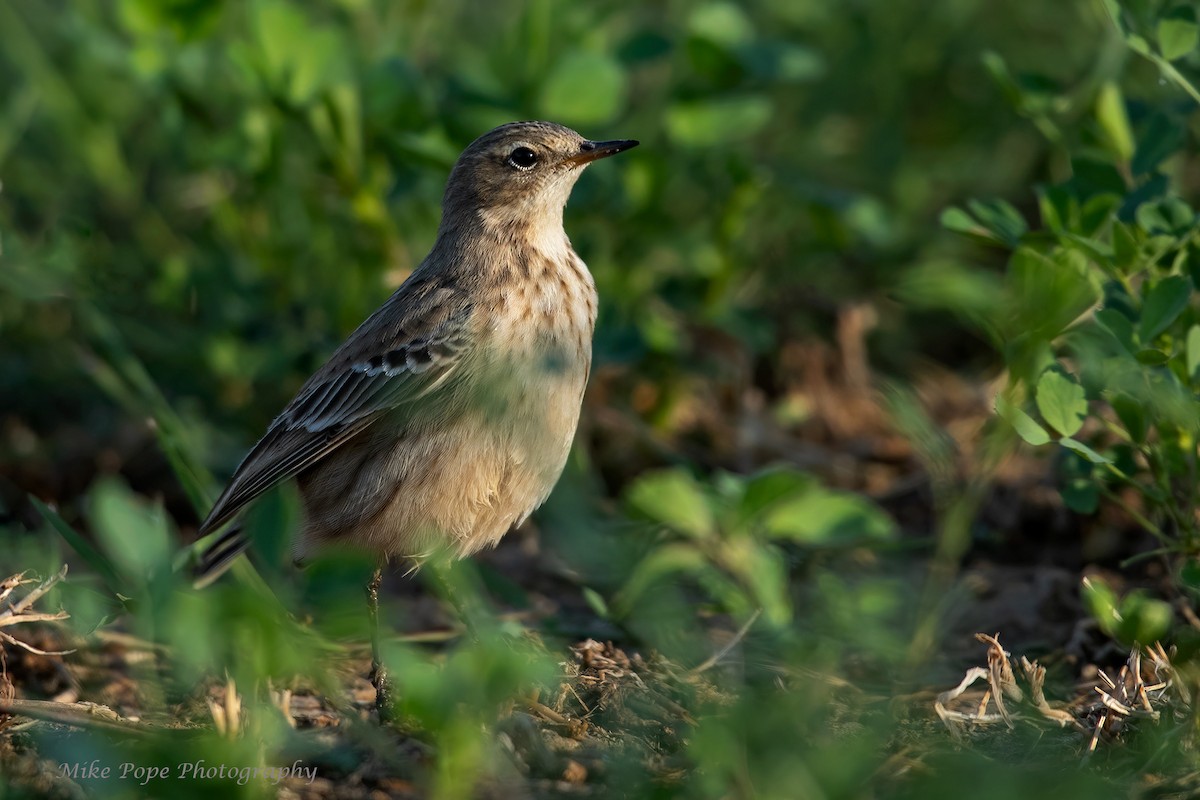 Water Pipit (Caucasian) - ML277504291