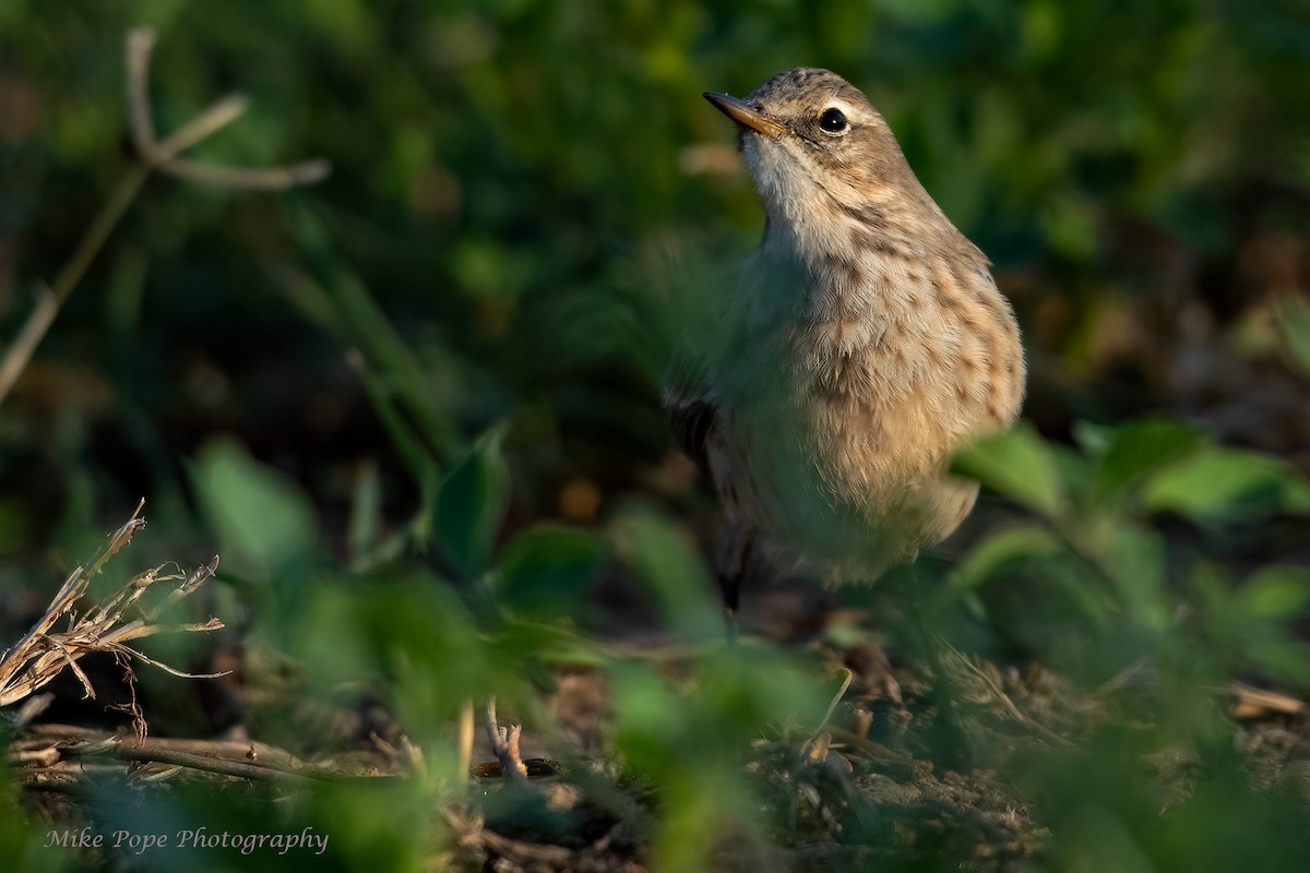 Water Pipit (Caucasian) - ML277504301