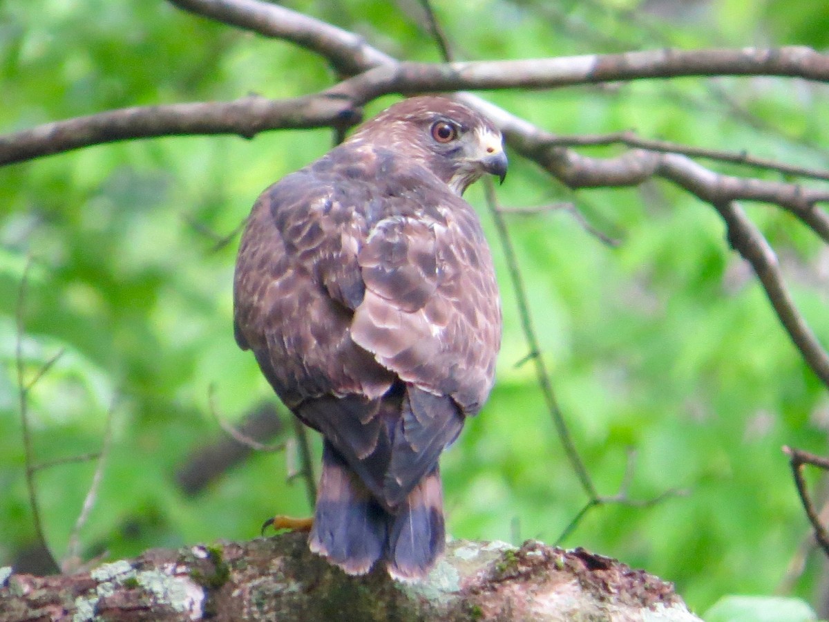 Broad-winged Hawk - ML27750471