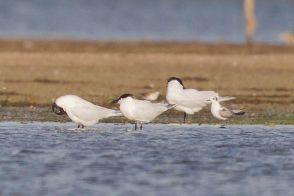 White-winged Tern - Mat Gilfedder