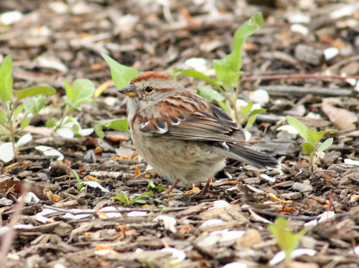 American Tree Sparrow - ML27750581