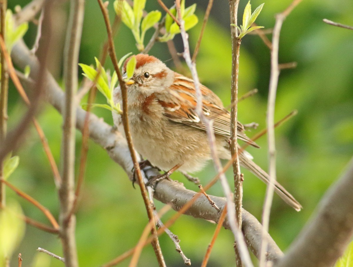 American Tree Sparrow - ML27750591