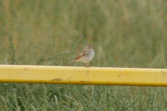 Chipping Sparrow - ML277506631
