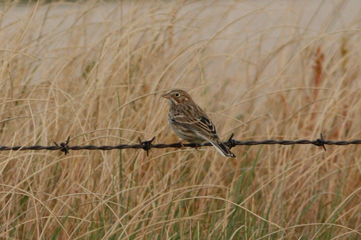 Vesper Sparrow - ML277506661