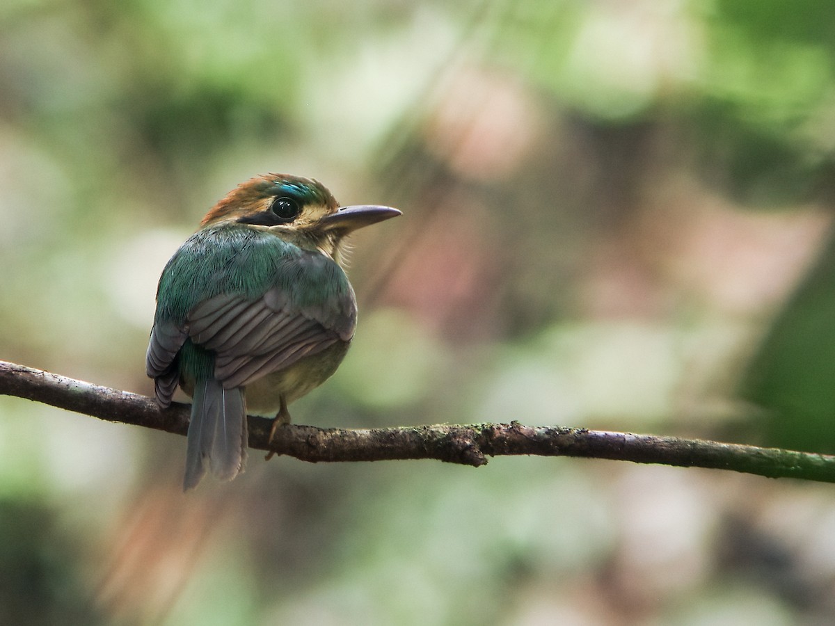 Tody Motmot - ML277507031