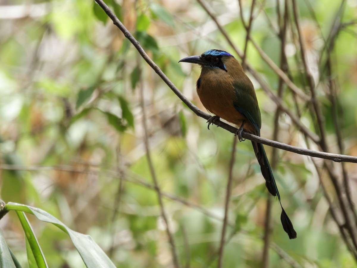 Kızılca Motmot [subrufescens grubu] - ML277507751