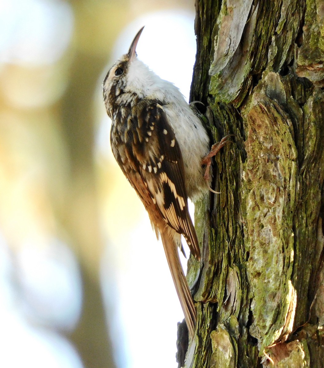 Brown Creeper - ML277508381