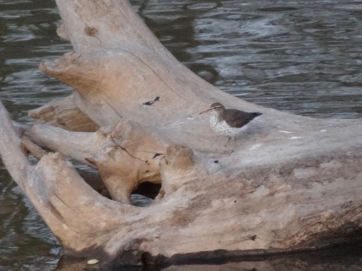 Spotted Sandpiper - ML27750861
